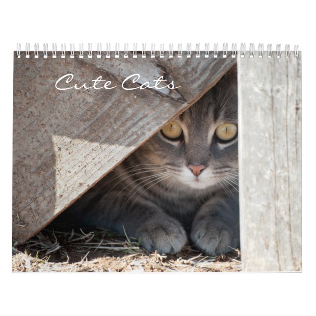 Cute Cats Calendar Kalender (Omslag)