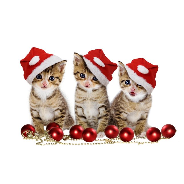 Cute Cats Kudde ( Kittens with blue eyes, wearing red and white Santa hats, are sitting in a row. )