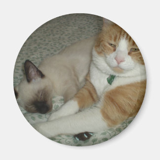 Cute Cats Magnet