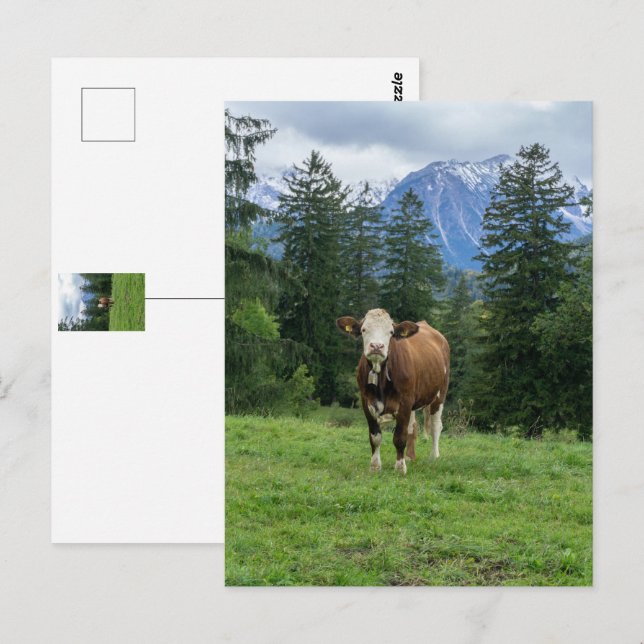 Cute cattle in Allgaeu - Bavaria, Tyskland Vykort (Fram/baksida)