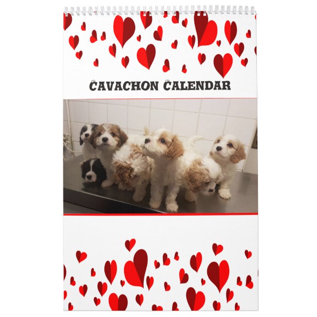 Cute Cavachon Hund Kalender (Omslag)