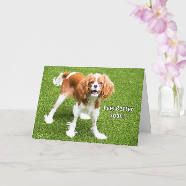 Cute Cavalier Kung Charles känner bättre kort (Orkide)
