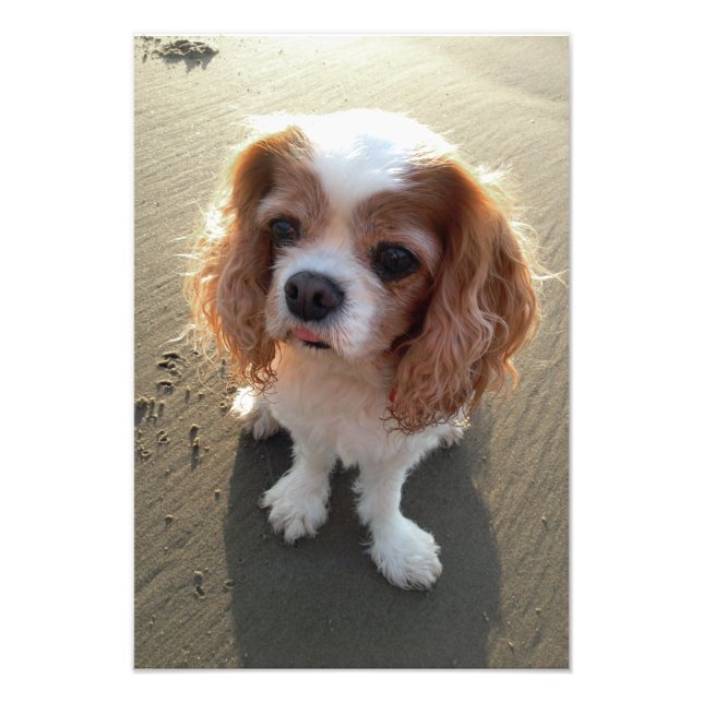Cute Cavalier Kung Charles Spain Hund vid Beach Fototryck (Framsidan)