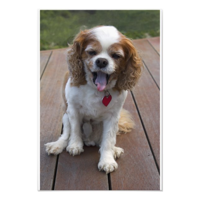 Cute Cavalier Kung Charles Spain Hund Yawning Fototryck (Framsidan)