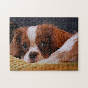 Cute Cavalier Kung Charles spanjor Pussel