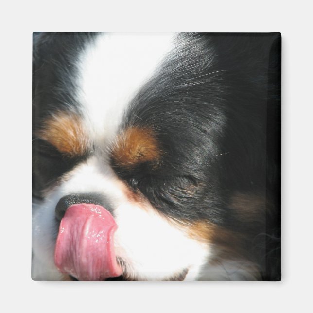 Cute Cavalier Spain Hund Magnet (Framsidan)