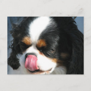 Cute Cavalier Spansk Hund-vykort Vykort
