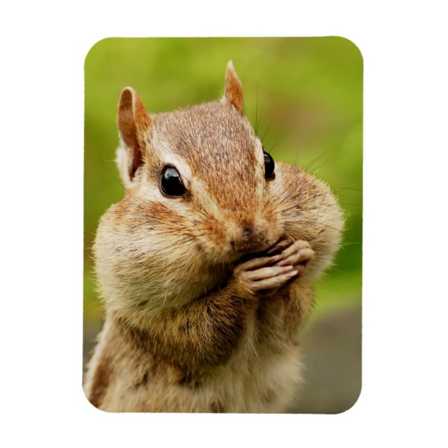 Cute Cheeky Chipmunk Magnet (Vertikal)