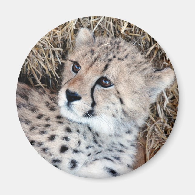 Cute Cheetah Unge Photo Magnet (Framsidan)