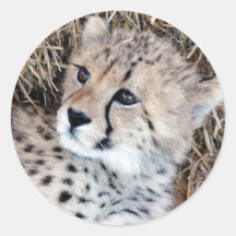 Cute Cheetah Unge Photo