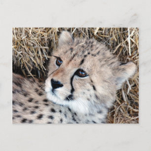 Cute Cheetah Unge Photo Vykort