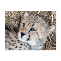 Cute Cheetah Unge Photo