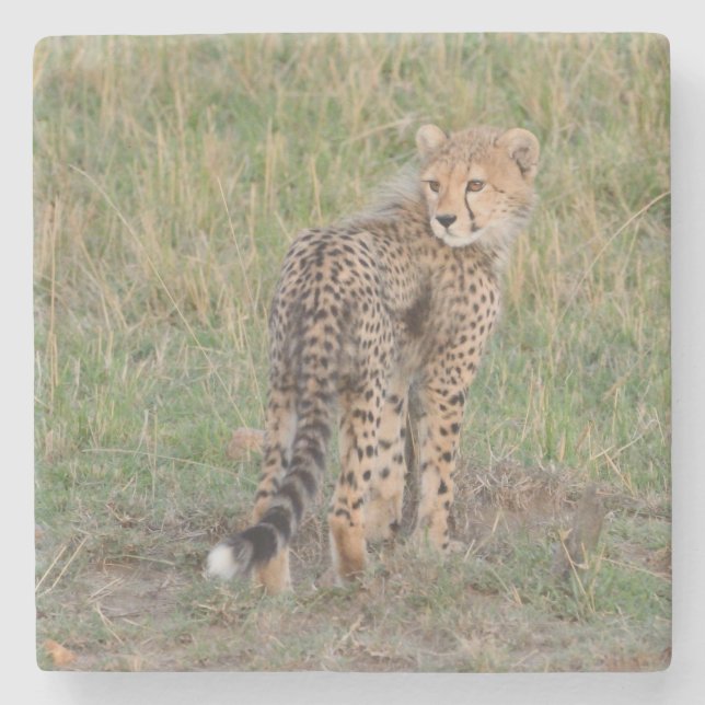 Cute Cheetah Unge Tittar tillbaka. Stenunderlägg (Framsidan)