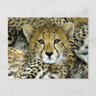 Cute Cheetah Vykort