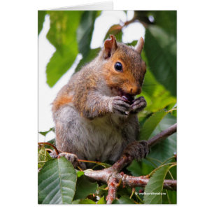 Cute Cherry Picking Östra Grått Squirrel Hälsningskort