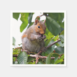 Cute Cherry Picking Östra Grått Squirrel Pappersservett