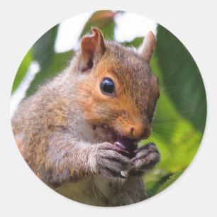 Cute Cherry Picking Östra Grått Squirrel Runt Klistermärke