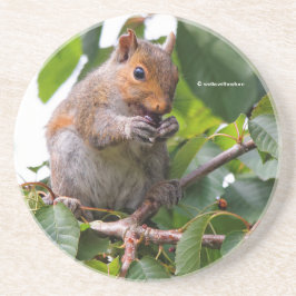 Cute Cherry Picking Östra Grått Squirrel Underlägg