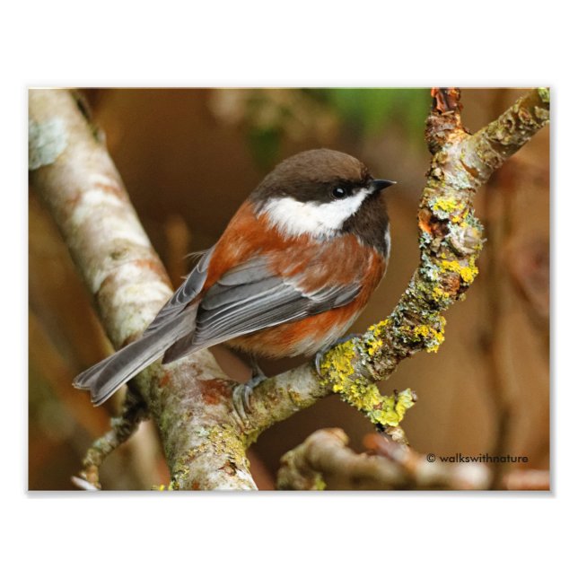 Cute Chestnut-Backed Chickadee på Pear Träd Fototryck (Framsidan)