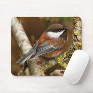 Cute Chestnut-Backed Chickadee på Pear Träd Musmatta