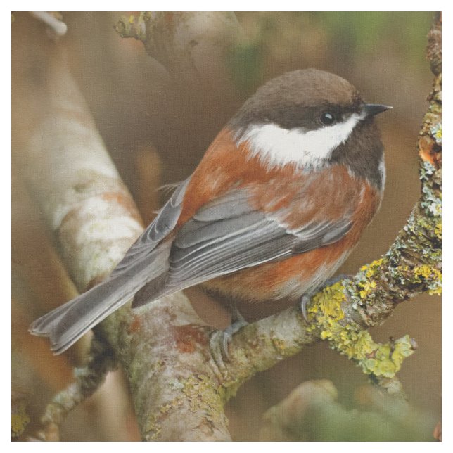 Cute Chestnut-Backed Chickadee på Pear Träd Tyg (Provkarta)
