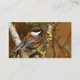Cute Chestnut-Backed Chickadee på Pear Träd Visitkort