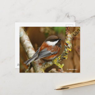 Cute Chestnut-Backed Chickadee på Pear Träd Vykort