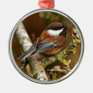 Cute Chestnut-Backed Chickadee Songbird i Träd Julgransprydnad Metall
