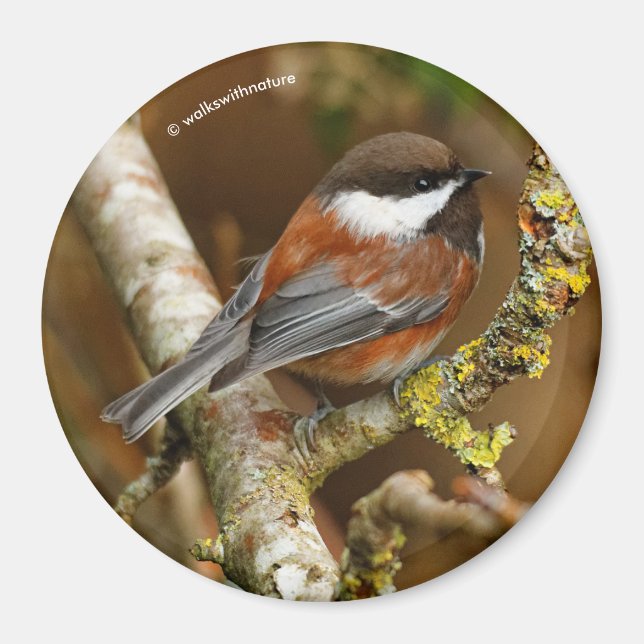 Cute Chestnut-Backed Chickadee Songbird i Träd Magnet (Framsidan)