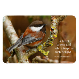Cute Chestnut-Backed Chickadee Songbird i Träd Magnet