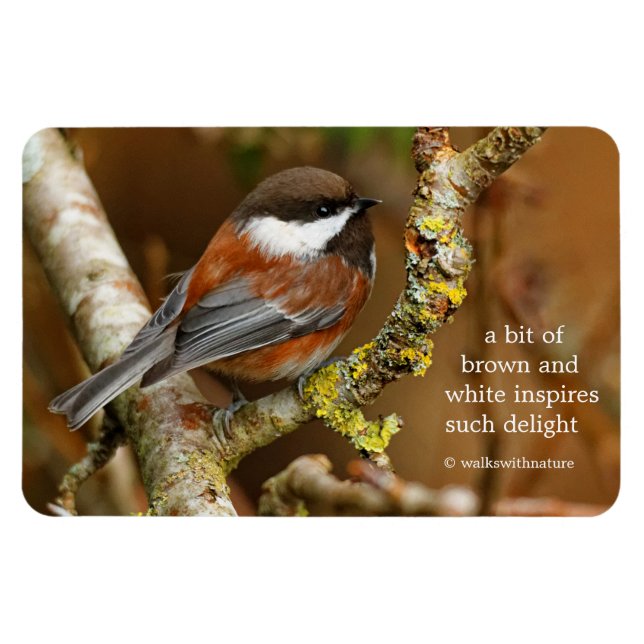 Cute Chestnut-Backed Chickadee Songbird i Träd Magnet (Horisontell)