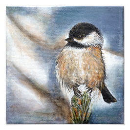 Cute Chickadee Bird Adsible Black Caps Fototryck