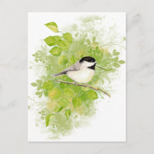 Cute Chickadee Bird i Poplar Träd Vykort