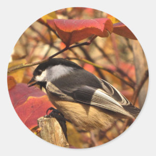 Cute Chickadee Bird med Rosa Höst löv Runt Klistermärke