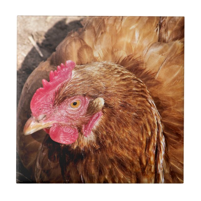 CUTE CHICKEN KAKELPLATTA (Framsidan)