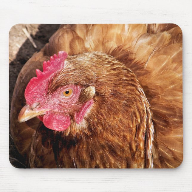 CUTE CHICKEN MUSMATTA (Framsidan)