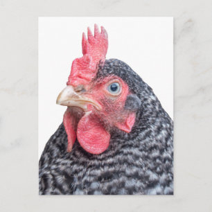 Cute Chicken Photo Black and White Feathers Vykort