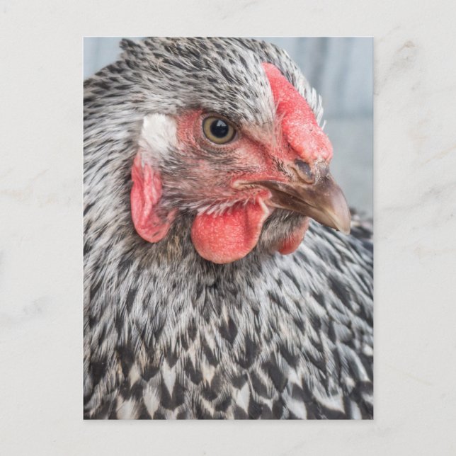 Cute Chicken Photo Black and White Feathers Vykort (Framsida)
