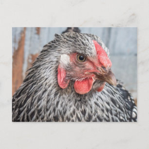 Cute Chicken Photo Black and White Feathers Vykort