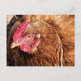 CUTE CHICKEN VYKORT