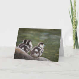 Cute Chicks Nature Photo Kort