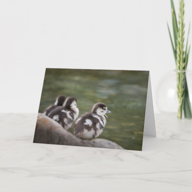 Cute Chicks Nature Photo Kort (Framsida)