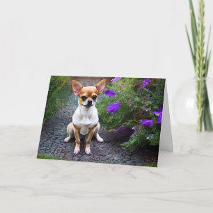 Cute Chihuahua Birthday Kort