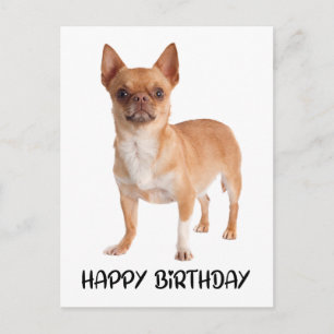 Cute Chihuahua Birthday Puppy Hund Vykort