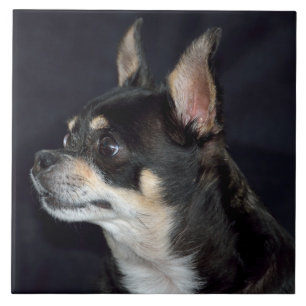 Cute Chihuahua Hund Kakelplatta