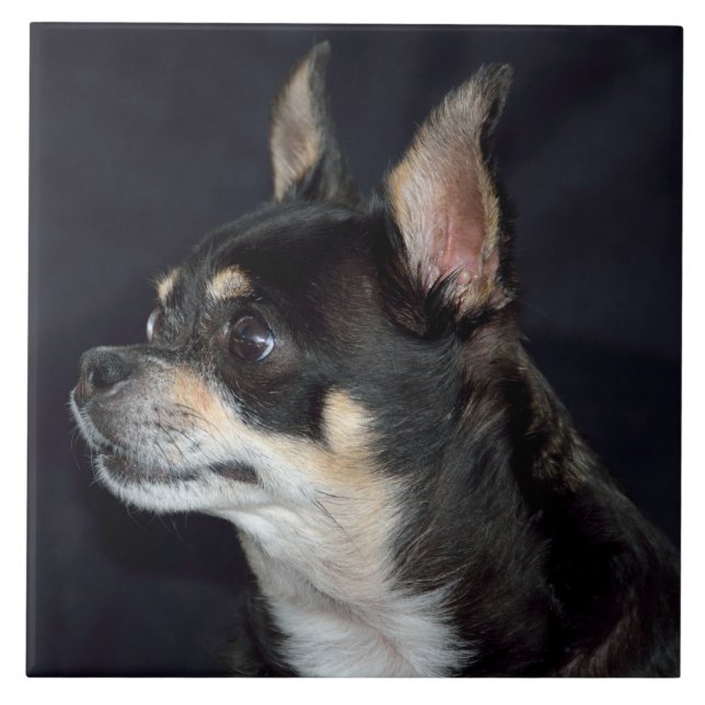 Cute Chihuahua Hund Kakelplatta (Framsidan)