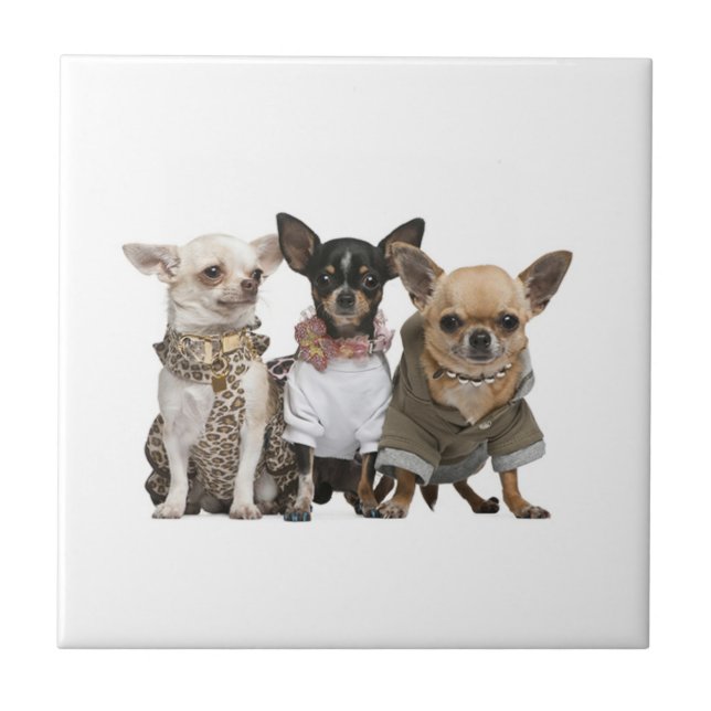 Cute Chihuahua Hundar Kakelplatta (Framsidan)