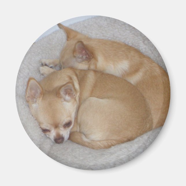 Cute Chihuahua Magnet (Framsidan)
