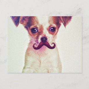 Cute Chihuahua med Lila Funny Mustache Vykort