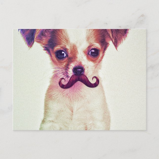 Cute Chihuahua med Lila Funny Mustache Vykort (Framsida)